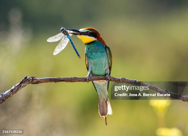european bee-eater (merops apiaster), perched on a branch with a dragon-fly it has hunted in its beak. - inseto imagens e fotografias de stock