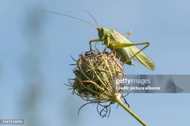 August 2024, Baden-Württemberg, Rottweil: A grasshopper clings to a plant in the sunshine. Photo: Silas Stein/dpa