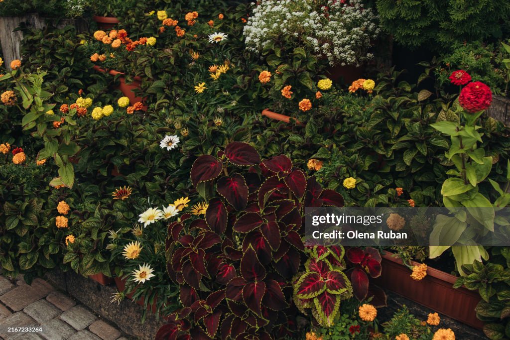 Flowers and a thuja in a park.