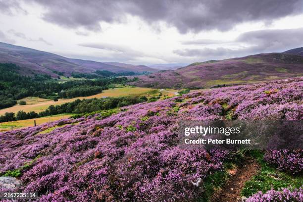 scottish heather landscape in august - scottish culture stock pictures, royalty-free photos & images