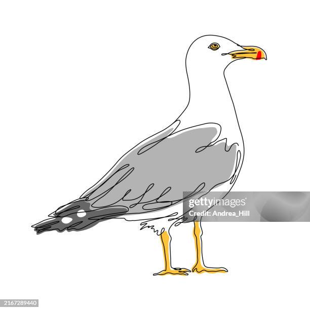 seagull herring gull continuous line drawing with editable stroke and color elements - tern stock illustrations