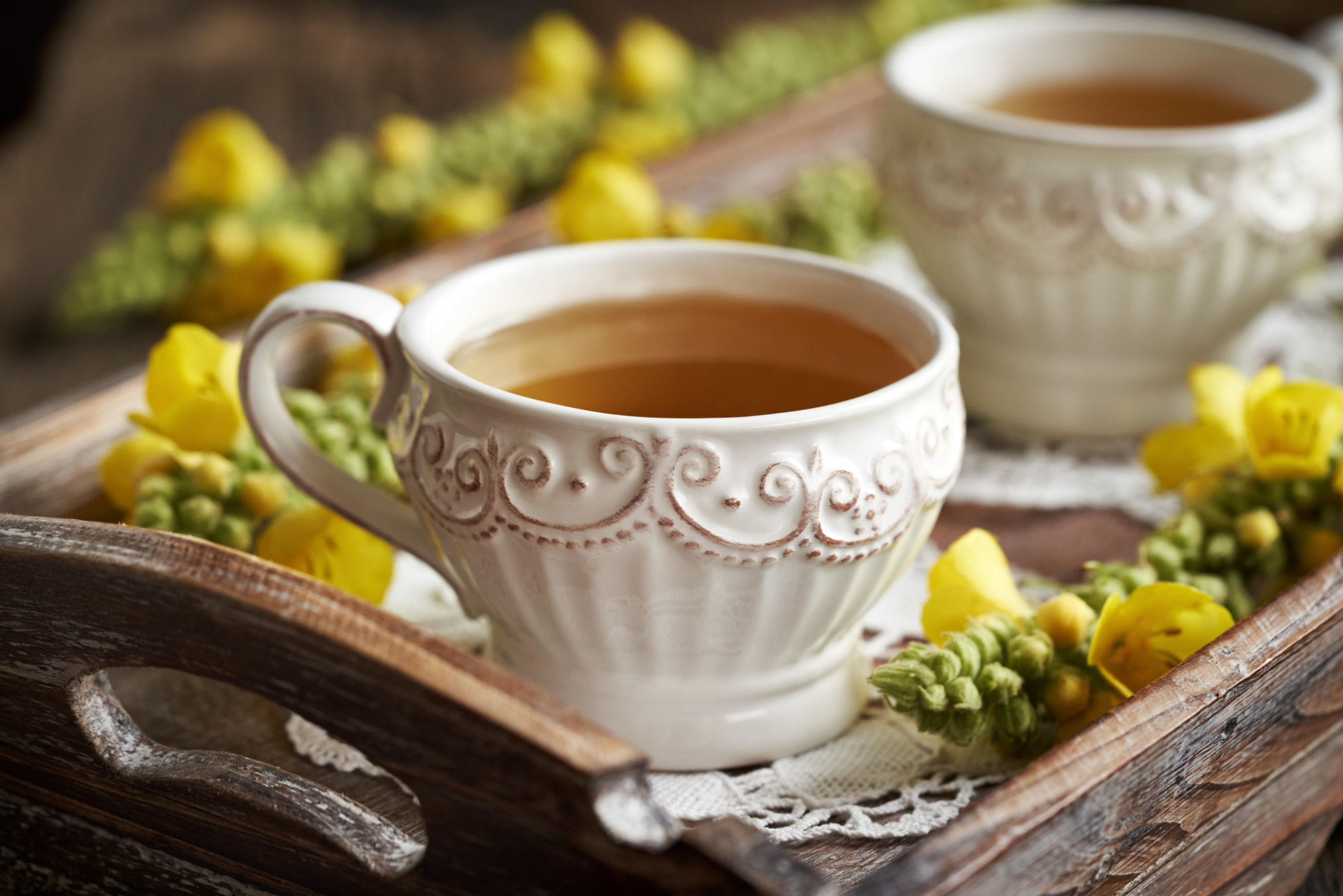 Herbal tea with fresh blooming mullein or Verbascum densiflorum plant Herbal tea with fresh blooming mullein or Verbascum densiflorum plant