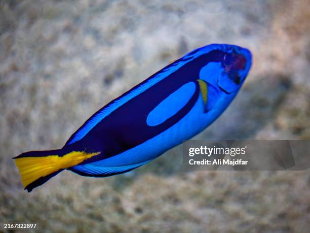 blue tang fish - butterflyfish stock pictures, royalty-free photos & images