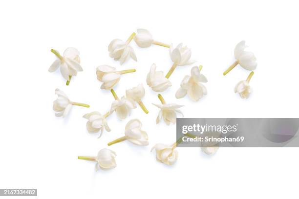 close-up of a jasmine flower in full bloom captures the delicate white petals and the fragrance of natural and organic beauty in a tranquil garden. - jasmine stock pictures, royalty-free photos & images