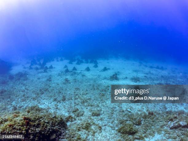 Triangular Shellfish 323 Triangular Fish Stock Photos, High-Res Pictures, and Images - Getty ...