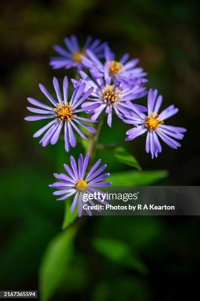 blue perennial aster flower - aster stock pictures, royalty-free photos & images