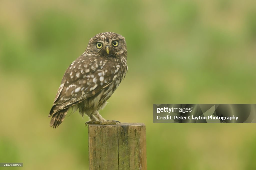 小さなフクロウが柱の上に立っていた