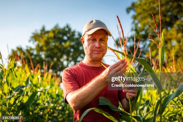 farm worker examining corn crop at golden hour - harvest uk stock pictures, royalty-free photos & images