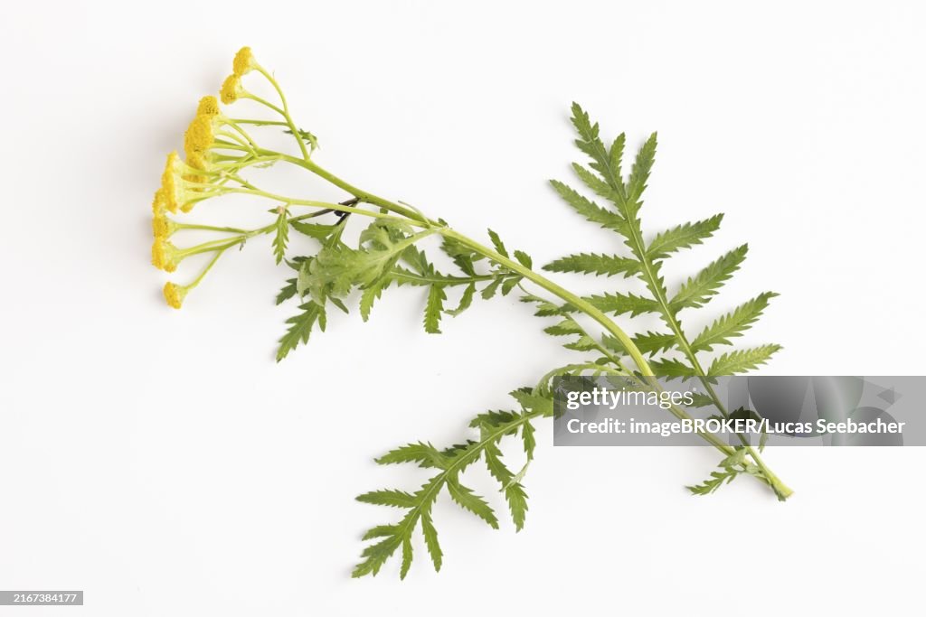 Leaves and flowers of tansy (Tanacetum vulgare) on a white background