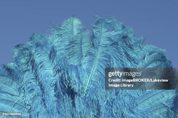a blue ostrich feather fan stands out against a blue sky - pena de avestruz imagens e fotografias de stock