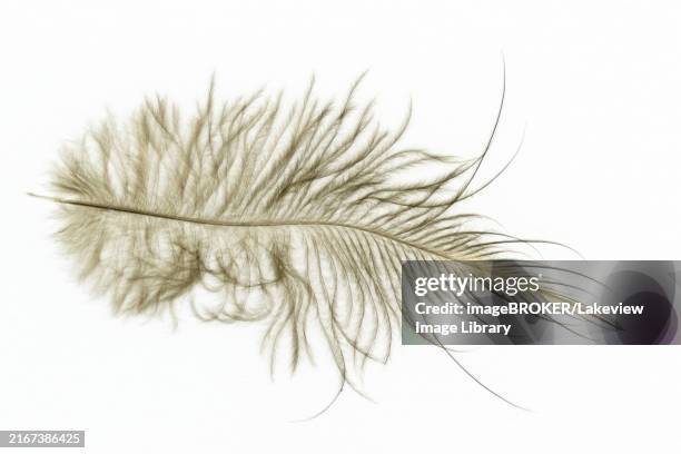 a feather of the north island brown kiwi, apteryx mantelli, from new zealand - north island brown kiwi stock pictures, royalty-free photos & images