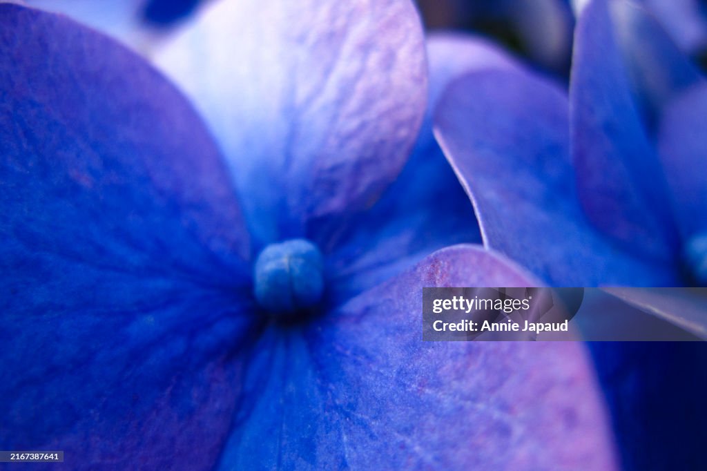 Blue Hydrangea flower petal close up, abstract nature shapes and colours backgound