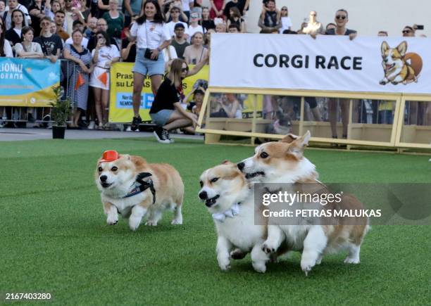 Corgi dogs take part in a 50m race during the Corgi Race in the Vingis Park in Vilnius on August 24, 2024. For the third time in five years, Vilnius...