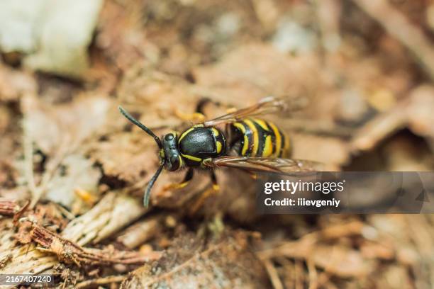 hornet - abejorro fotografías e imágenes de stock