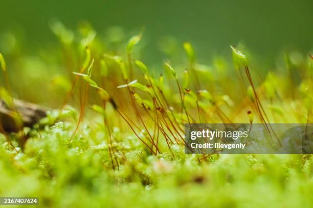 moss sporophytes macrophotography. - polytrichum commune stock pictures, royalty-free photos & images