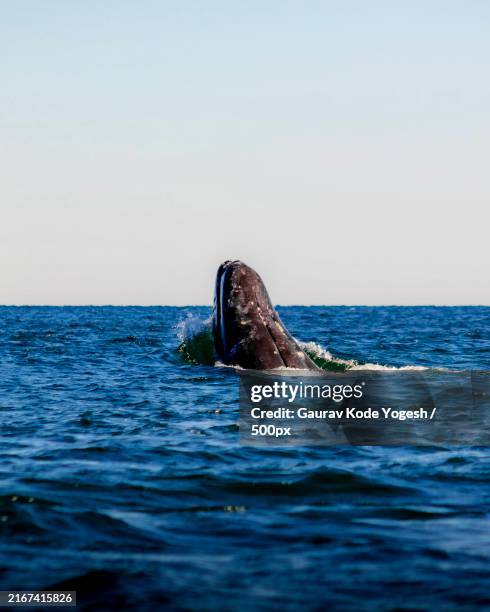 whale jumping out of the ocean,honolulu,hawaii,united states,usa - whale watching stock pictures, royalty-free photos & images