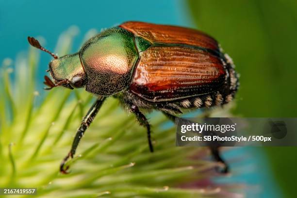 Beatle Inseect 3,361 Beatles Studio Stock Photos, High-Res Pictures, and Images ...