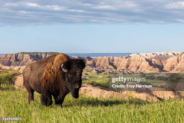 bison at badlands national park - bison stock-fotos und bilder