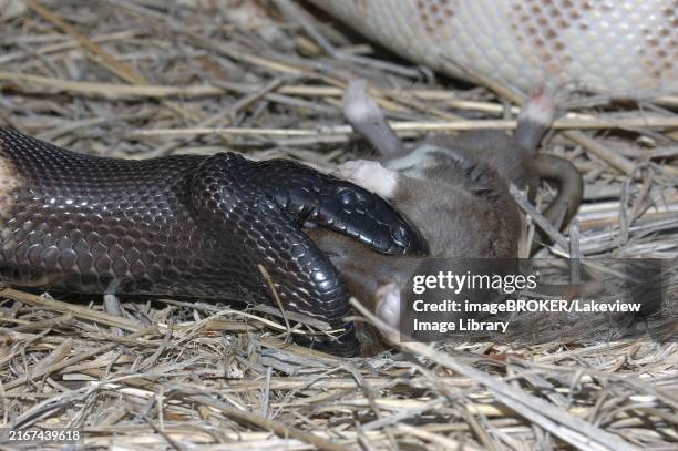 Python Snake Digesting 28 Snake Digesting Stock Photos, High-Res Pictures, and Images - Getty ...