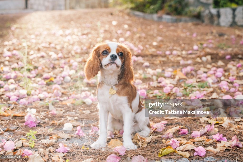 Portrait of king charles spaniel puppy on an alley with flower petals and dried leaves. Sunrise light on background.