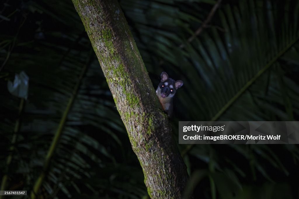 Curious Gray four-eyed opossum (Philander opossum) looking out from behind a tree, night shot, Tortuguero National Park, Costa Rica, Central America