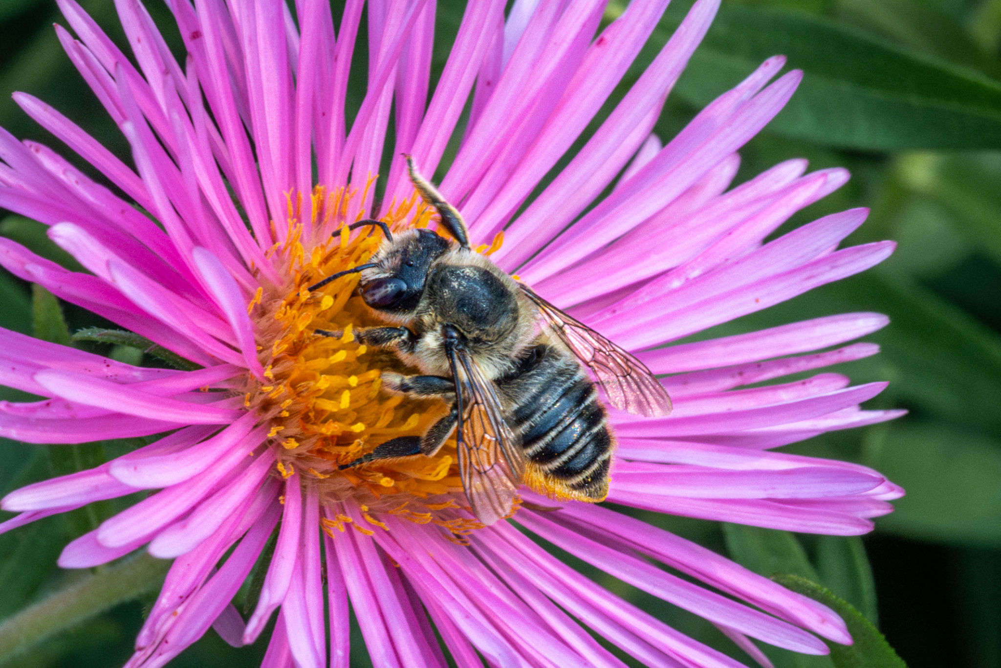 beneficial insects