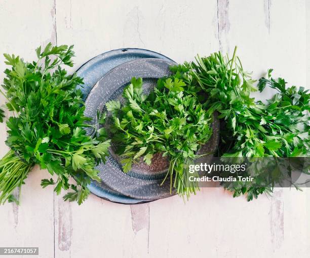 bunches of parsley on white, wooden background - coentro imagens e fotografias de stock