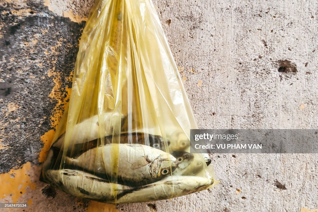 A plastic bag of Rabbitfish freshwater fish hanging on wall