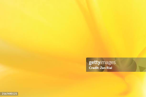 close up of a yellow plumeria flower in full frame - flouté photos et images de collection