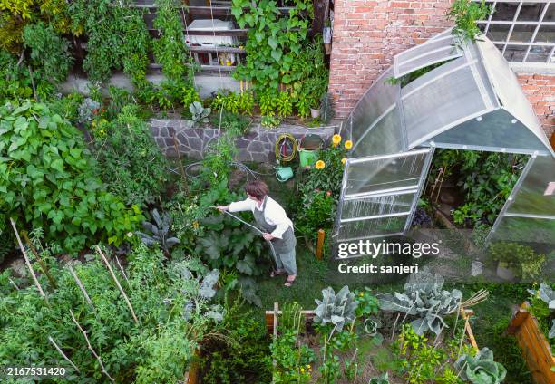 elevated view of mid-adult woman tending bio garden - autossuficiência imagens e fotografias de stock