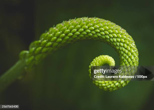 close-up of fern - helecho fotografías e imágenes de stock