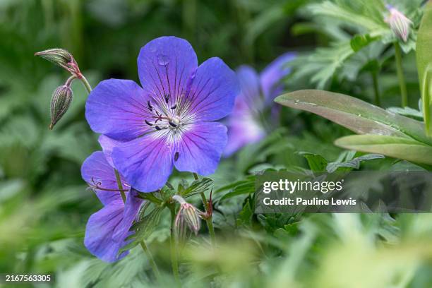 geranium rozanne - perennial stock pictures, royalty-free photos & images