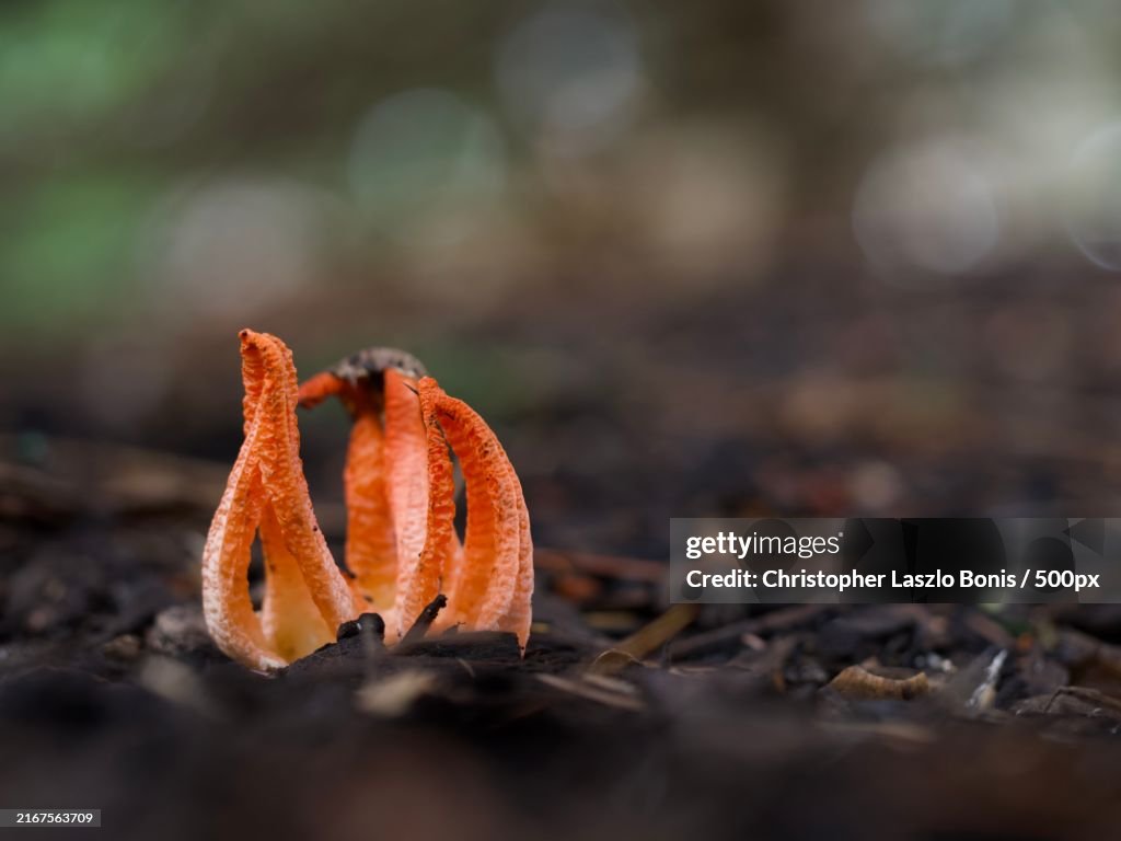 Close-up of orange flower,Wellesley,Massachusetts,United States,USA