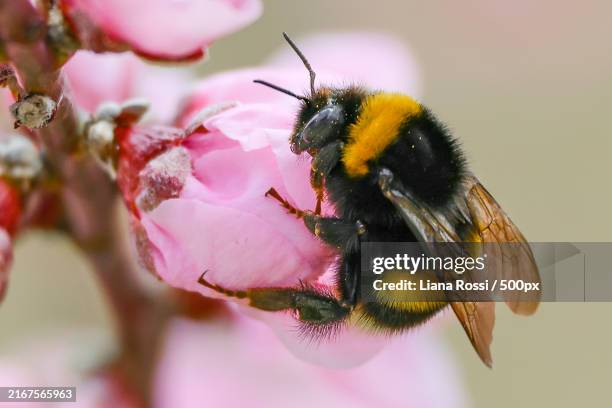 close-up of bee on pink flower - bumblebee stock pictures, royalty-free photos & images