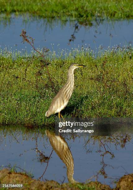 indian pond heron with reflection. - indian pond herons stock pictures, royalty-free photos & images