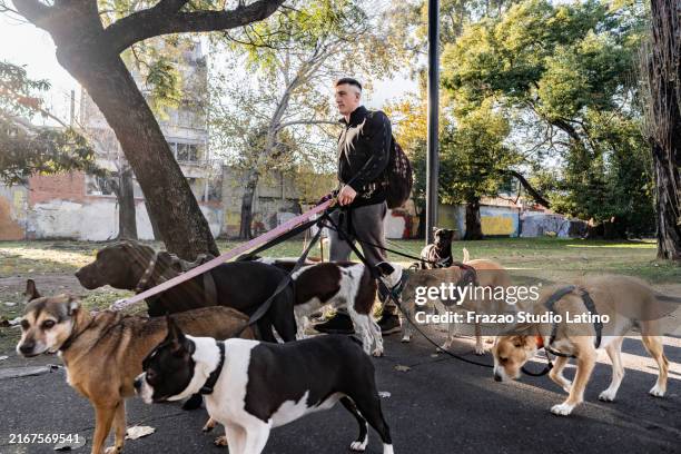 pet sitter taking the dogs for a walk in the square - mellanstor-djurflock bildbanksfoton och bilder