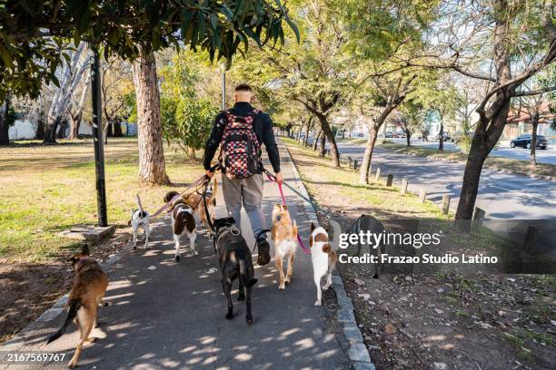 pet sitter walking the dogs in the city - nebenjob stock-fotos und bilder