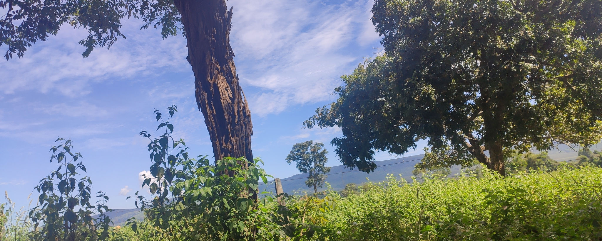 Brazilian Cerrado, Tree and Mountain Brazilian Cerrado, Tree and Mountain