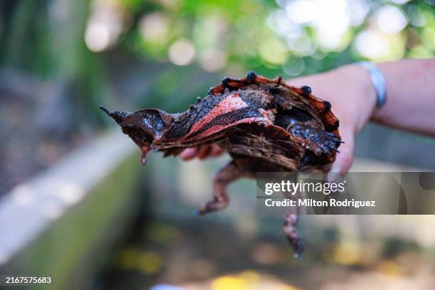 mata mata tortoise of the peruvian jungle - sloth monkey stock pictures, royalty-free photos & images