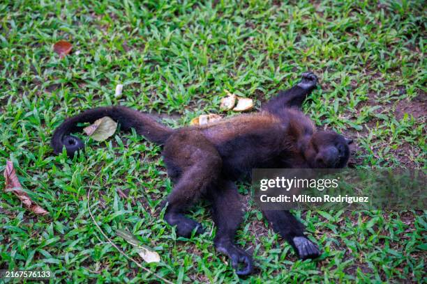 peruvian jungle monkey - toucan amazon stock pictures, royalty-free photos & images