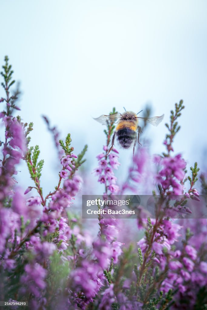 Bumblebee flies between heather flowers