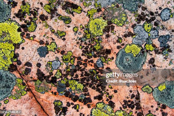 natural abstract art - lichen on a rock - yellow lichen stock pictures, royalty-free photos & images