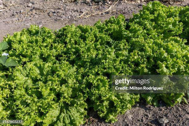 lettuce planting ready for harvest - tapioca ingredient stock pictures, royalty-free photos & images