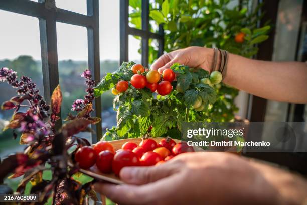 unrecognizable man hands collect fresh organic potted cherry tomatoe on windowsill. urban gardening - fensterrahmen stock-fotos und bilder
