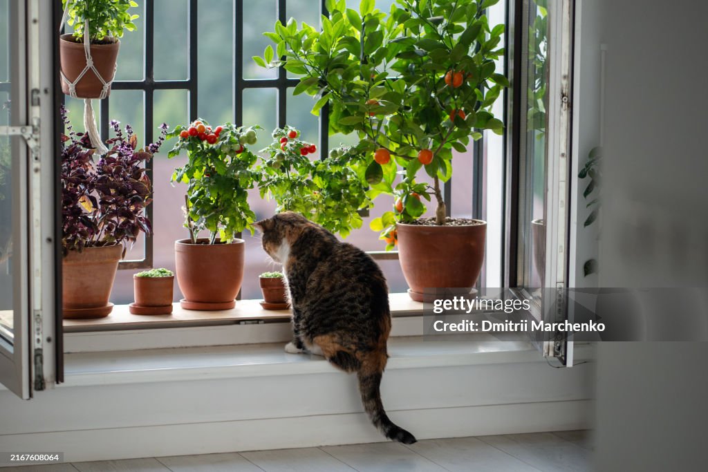 Curious tabby cat sitting on windowsill, attentively watching street, hunting among potted plants