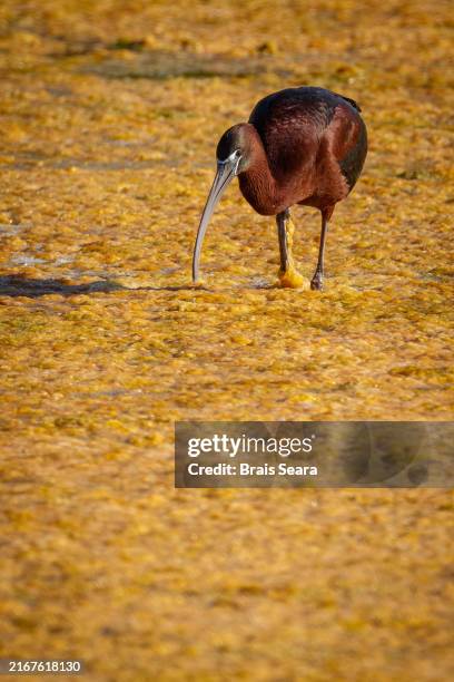 glossy ibis (plegadis falcinellus) on marsh - material de vidrio de laboratorio fotografías e imágenes de stock
