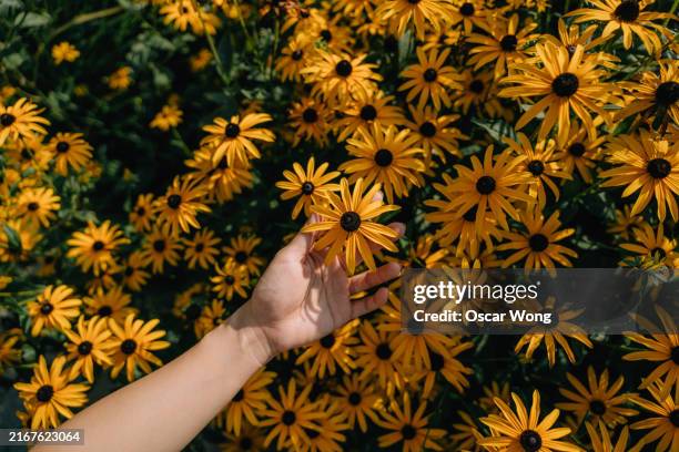 female hand holding rudbeckia flowers with sunlight - protection stock pictures, royalty-free photos & images