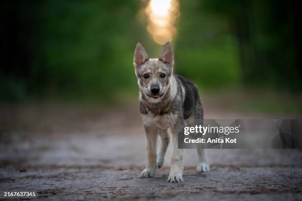 czechoslovakian wolfdog in the forest - wolf paw stock pictures, royalty-free photos & images