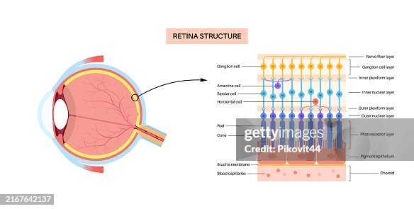 Retinal Structrue Retina Structure Poster High-Res Vector Graphic - Getty Images