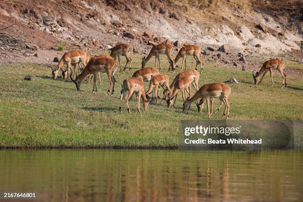 impala herd grazing by the chobe river, botswana - impala stock-fotos und bilder